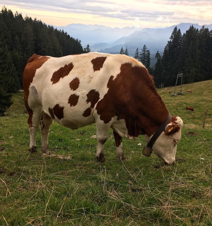 Berggasthof Blomberghaus